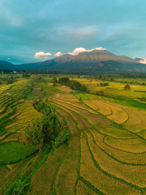 Beautiful morning view indonesia Panorama Landscape paddy fields with beauty color and sky natural light