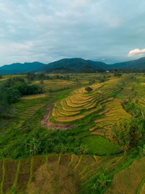 Beautiful morning view indonesia Panorama Landscape paddy fields with beauty color and sky natural light