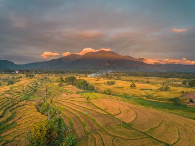 Beautiful morning view indonesia Panorama Landscape paddy fields with beauty color and sky natural light