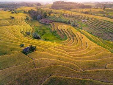 Beautiful morning view indonesia Panorama Landscape paddy fields with beauty color and sky natural light