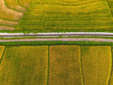 Beautiful morning view indonesia Panorama Landscape paddy fields with beauty color and sky natural light