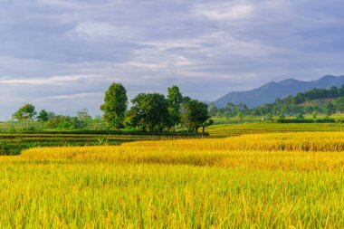 Beautiful morning view indonesia Panorama Landscape paddy fields with beauty color and sky natural light