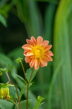 Tropikal çiçekler arasındaki vahşi yılanlar vahşi bitki örtüsü ve fauna arasındaki doğal güzelliği ve dengeyi gözler önüne seriyor..