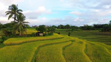 Beautiful morning view indonesia Panorama Landscape paddy fields with beauty color and sky natural light