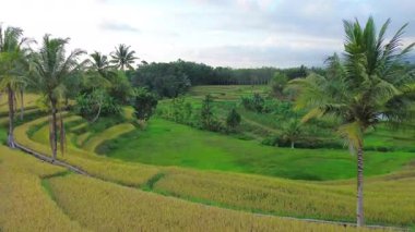 Beautiful morning view indonesia Panorama Landscape paddy fields with beauty color and sky natural light