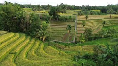 Beautiful morning view indonesia Panorama Landscape paddy fields with beauty color and sky natural light