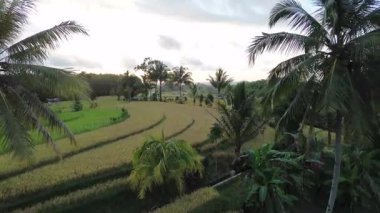 Beautiful morning view indonesia Panorama Landscape paddy fields with beauty color and sky natural light