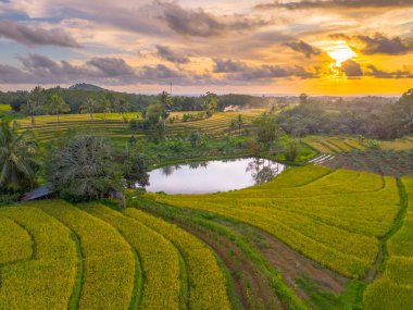Beautiful morning view indonesia Panorama Landscape paddy fields with beauty color and sky natural light
