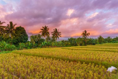 Beautiful morning view indonesia Panorama Landscape paddy fields with beauty color and sky natural light