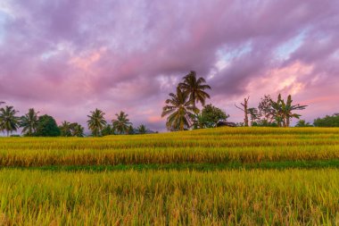 Beautiful morning view indonesia Panorama Landscape paddy fields with beauty color and sky natural light