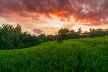 Beautiful morning view indonesia Panorama Landscape paddy fields with beauty color and sky natural light