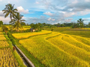 Beautiful morning view indonesia Panorama Landscape paddy fields with beauty color and sky natural light