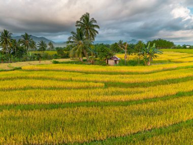 Beautiful morning view indonesia Panorama Landscape paddy fields with beauty color and sky natural light