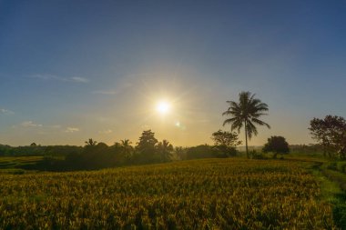 Beautiful morning view indonesia Panorama Landscape paddy fields with beauty color and sky natural light