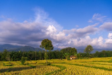 Beautiful morning view indonesia Panorama Landscape paddy fields with beauty color and sky natural light