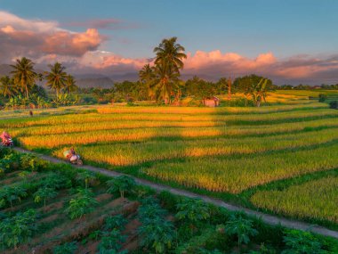 Beautiful morning view indonesia Panorama Landscape paddy fields with beauty color and sky natural light