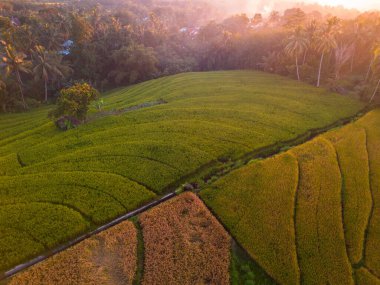 Beautiful morning view indonesia Panorama Landscape paddy fields with beauty color and sky natural light
