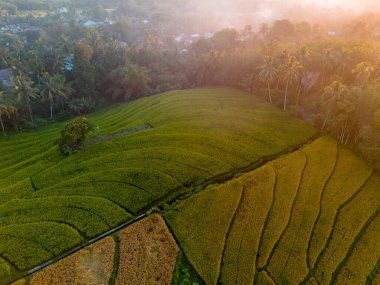 Beautiful morning view indonesia Panorama Landscape paddy fields with beauty color and sky natural light