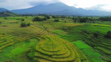 Beautiful morning view indonesia Panorama Landscape paddy fields with beauty color and sky natural light