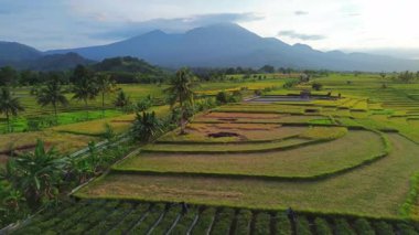 Beautiful morning view indonesia Panorama Landscape paddy fields with beauty color and sky natural light
