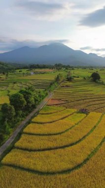 Beautiful morning view indonesia Panorama Landscape paddy fields with beauty color and sky natural light