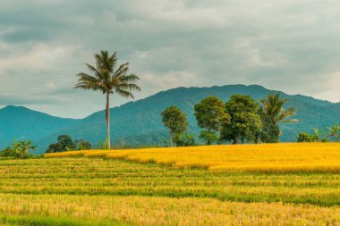 Beautiful morning view indonesia Panorama Landscape paddy fields with beauty color and sky natural light