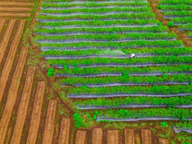 Beautiful morning view indonesia Panorama Landscape paddy fields with beauty color and sky natural light