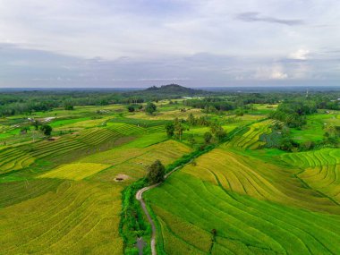 Beautiful morning view indonesia Panorama Landscape paddy fields with beauty color and sky natural light