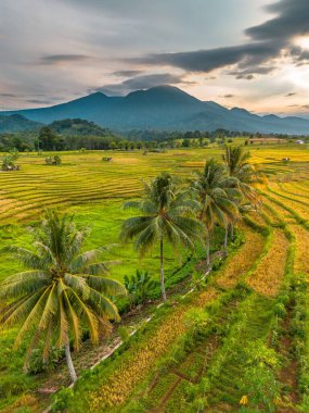 Beautiful morning view indonesia Panorama Landscape paddy fields with beauty color and sky natural light