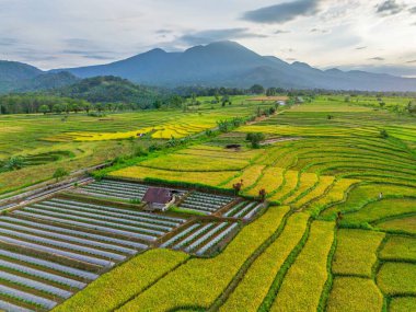 Beautiful morning view indonesia Panorama Landscape paddy fields with beauty color and sky natural light