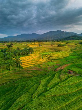 Beautiful morning view indonesia Panorama Landscape paddy fields with beauty color and sky natural light