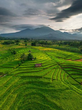 Beautiful morning view indonesia Panorama Landscape paddy fields with beauty color and sky natural light
