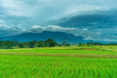 Beautiful morning view indonesia Panorama Landscape paddy fields with beauty color and sky natural light