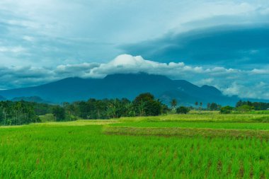 Beautiful morning view indonesia Panorama Landscape paddy fields with beauty color and sky natural light