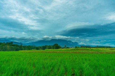Beautiful morning view indonesia Panorama Landscape paddy fields with beauty color and sky natural light