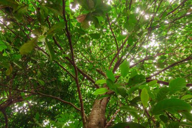 Çiçek bahçesinin güzelliği ve makro hayvanları.
