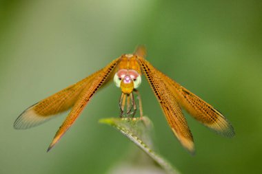 Çiçek bahçesinin güzelliği ve makro hayvanları.