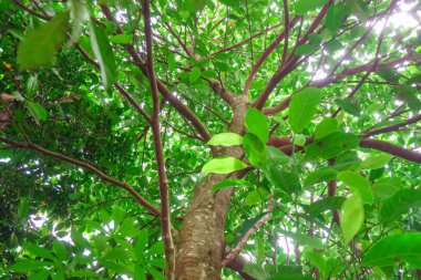 Çiçek bahçesinin güzelliği ve makro hayvanları.