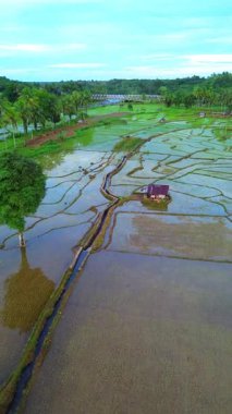 Beautiful morning view indonesia Panorama Landscape paddy fields with beauty color and sky natural light