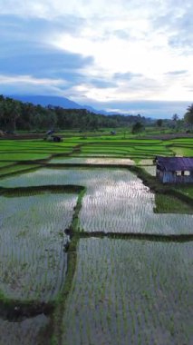Beautiful morning view indonesia Panorama Landscape paddy fields with beauty color and sky natural light
