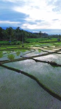 Beautiful morning view indonesia Panorama Landscape paddy fields with beauty color and sky natural light