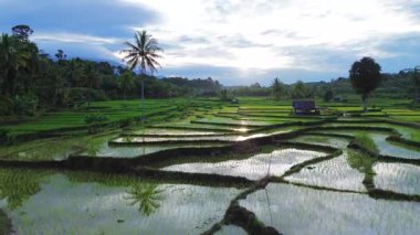 Beautiful morning view indonesia Panorama Landscape paddy fields with beauty color and sky natural light