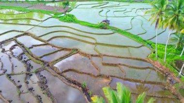 Beautiful morning view indonesia Panorama Landscape paddy fields with beauty color and sky natural light