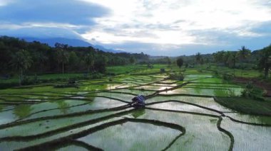 Beautiful morning view indonesia Panorama Landscape paddy fields with beauty color and sky natural light