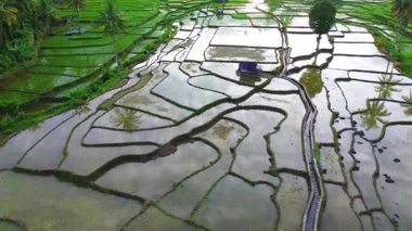 Beautiful morning view indonesia Panorama Landscape paddy fields with beauty color and sky natural light
