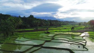 Beautiful morning view indonesia Panorama Landscape paddy fields with beauty color and sky natural light