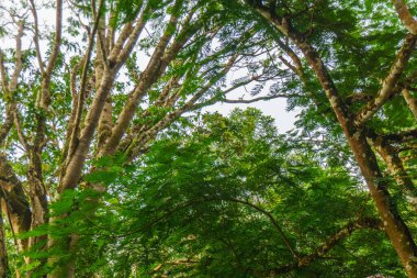 Beautiful morning view indonesia Panorama Landscape paddy fields with beauty color and sky natural light