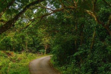Beautiful morning view indonesia Panorama Landscape paddy fields with beauty color and sky natural light