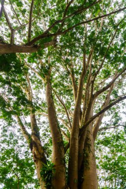 Beautiful morning view indonesia Panorama Landscape paddy fields with beauty color and sky natural light