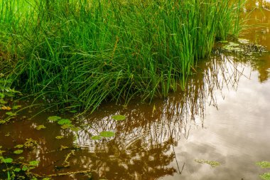 Beautiful morning view indonesia Panorama Landscape paddy fields with beauty color and sky natural light